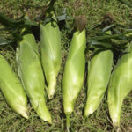 sweetcorn