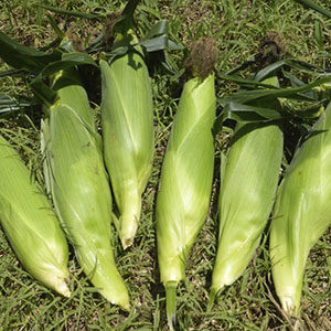 sweetcorn