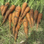 carrot