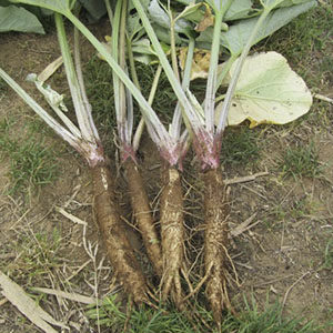 edibleburdock