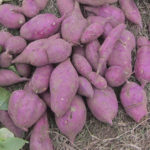 sweetpotato