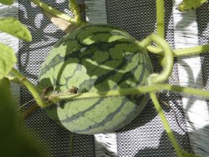 watermelon