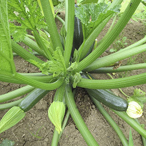 zucchini