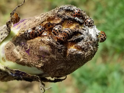 テントウムシダマシ