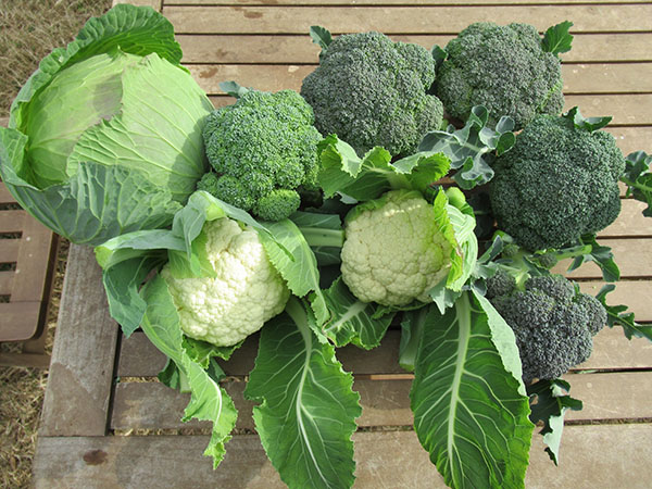 ブロッコリーとカリフラワーの収穫